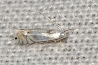 Phyllocnistis