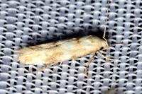 Mompha epilobiella
