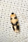 Etainia decentella