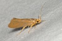 Crassa unitella