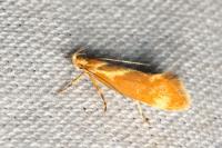 Metalampra