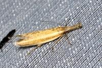 Pleurota aristella