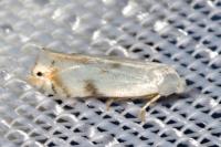 Pseudopostega crepusculella