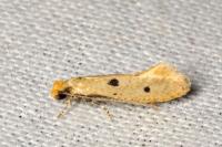 Tinea trinotella