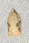 Acleris kochiella