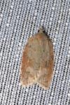 Acleris sparsana