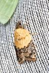 Acleris variegana