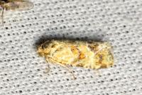 Aethes williana
