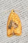 Acleris forsskaleana