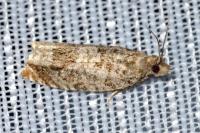 Ancylis achatana