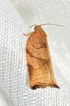 Archips podana