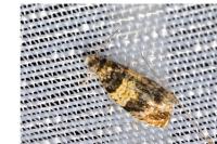Celypha aurofasciana