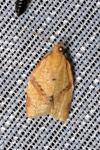 Clepsis consimilana