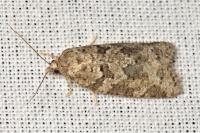 Cnephasia