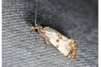 Neocochylis hybridella