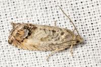 Cydia splendana