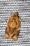 Ditula angustiorana