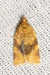 Epagoge grotiana