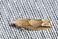 Eucosma conterminana