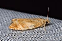Epinotia abbreviana