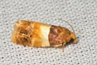 Epinotia festivana