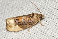 Hedya nubiferana