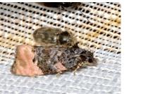 Metendothenia atropunctana