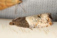 Notocelia roborana