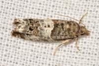 Notocelia