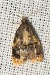 Spatalistis bifasciana