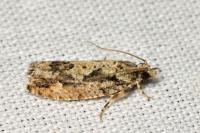 Zeiraphera isertana