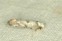 Paraswammerdamia albicapitella