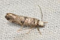 Paraswammerdamia