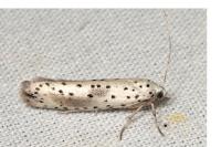 Yponomeuta irrorella