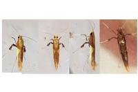 Caloptilia alchimiella