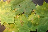 Stigmella aceris