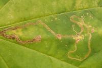 Stigmella aceris