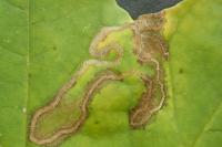 Stigmella aceris