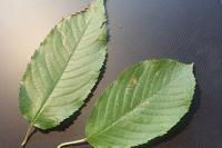 Lyonetia clerkella
