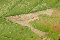 Coptotriche heinemanni