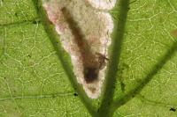 Coptotriche heinemanni