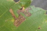 Stigmella tiliae
