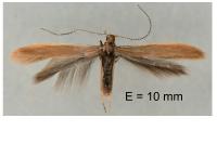 Coleophora caespititiella