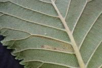 Stigmella ulmivora
