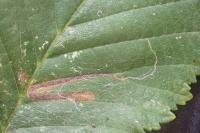 Stigmella ulmivora