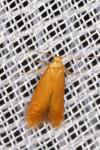 Tischeria