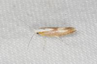Argyresthia albistria