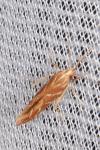 Pyroderces argyrogrammos