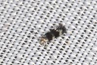 Elachista gleichenella