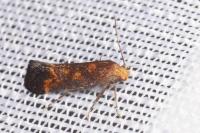 Apodia bifractella
